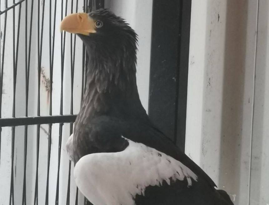 В Нижнем Новгороде на автостоянке рядом с зоопарком Лимпопо кто то бросил в мешке белоплечего орлана занесенного в Красную книгу России К счастью птицу довольно быстро обнаружили сотрудники зоопарка Сейчас орлан находится на карантине в зоопарке Ветеринары его осмотрели выяснили что орлану три года у него выявлены травма крыла и истощение Сейчас его лечат в зоопарке а когда редкая птица поправится будут принимать решение выпускать в естественную среду обитания или оставлять в зоопарке