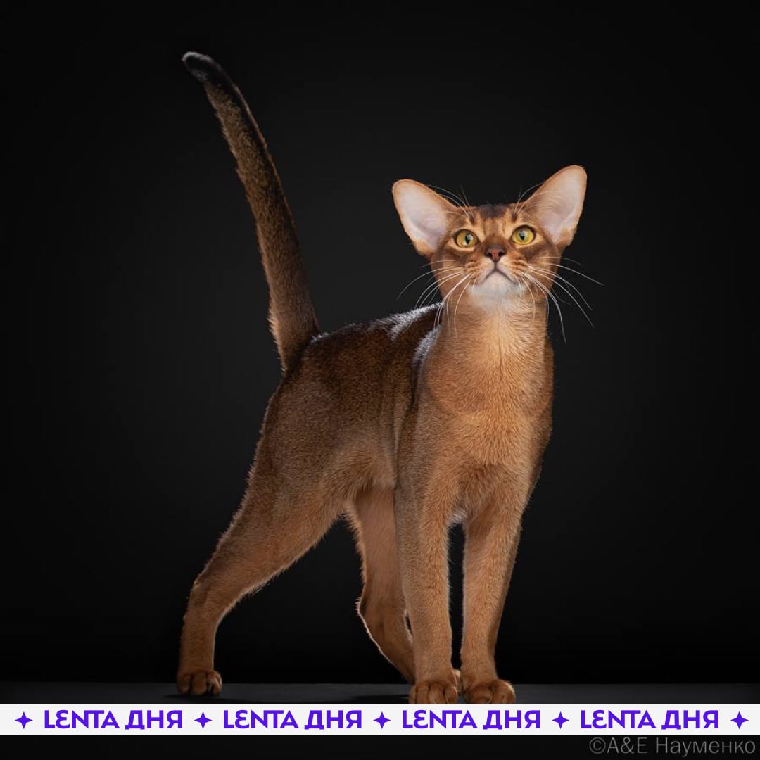 Кот из России признан самым красивым в мире Всемирная федерация кошек подвела итоги года и назвала лидера рейтинга красоты Первое место занял абиссинский кот из России по кличке Дарлен Флер Далмор Блэк Питомцу всего полтора года но за прошлый год он успел поучаствовать более чем в 50 выставках и почти везде набрал максимальные баллы Вторую строчку занял шотландский вислоухий кот из Таиланда третью британский короткошёрстный чемпион из Белоруссии лучшему красавчику Подпишись на Ленту дня MAX ТГ