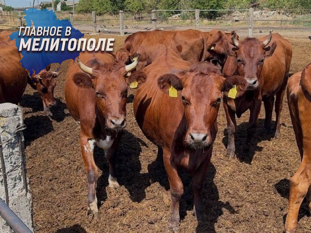 В Запорожской области возрождается племенное животноводство В Запорожской области произошло значительное событие для агропромышленного сектора — первая племенная продажа с 2022 года. Местное племенное хозяйство реализует 70 голов телок, находящихся в случном периоде. Это свидетельствует о позитивной динамике восстановления животноводческой отрасли в регионе. Событие прошло с участием представителя Министерства агропромышленного комплекса и продовольственной политики Запорожской области, который провел бонитировку — оценку животных по их генетическим признакам и продуктивности. К продаже были допущены только те особи, которые полностью соответствовали установленным племенным требованиям.