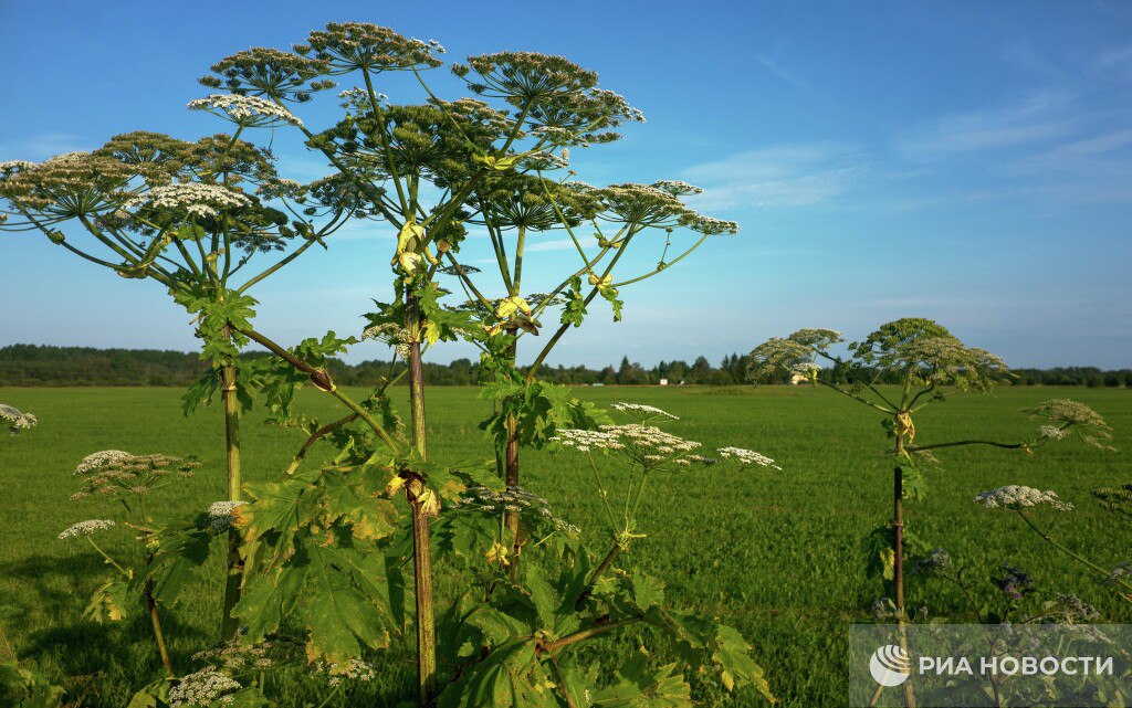 К борщевику опасно подходить ближе чем на 30 метров предупреждают ученые Пыльца борщевика вызывает сильное раздражение дыхательных путей отек и кровотечение слизистой вплоть до удушья Подписаться на РИА Новости