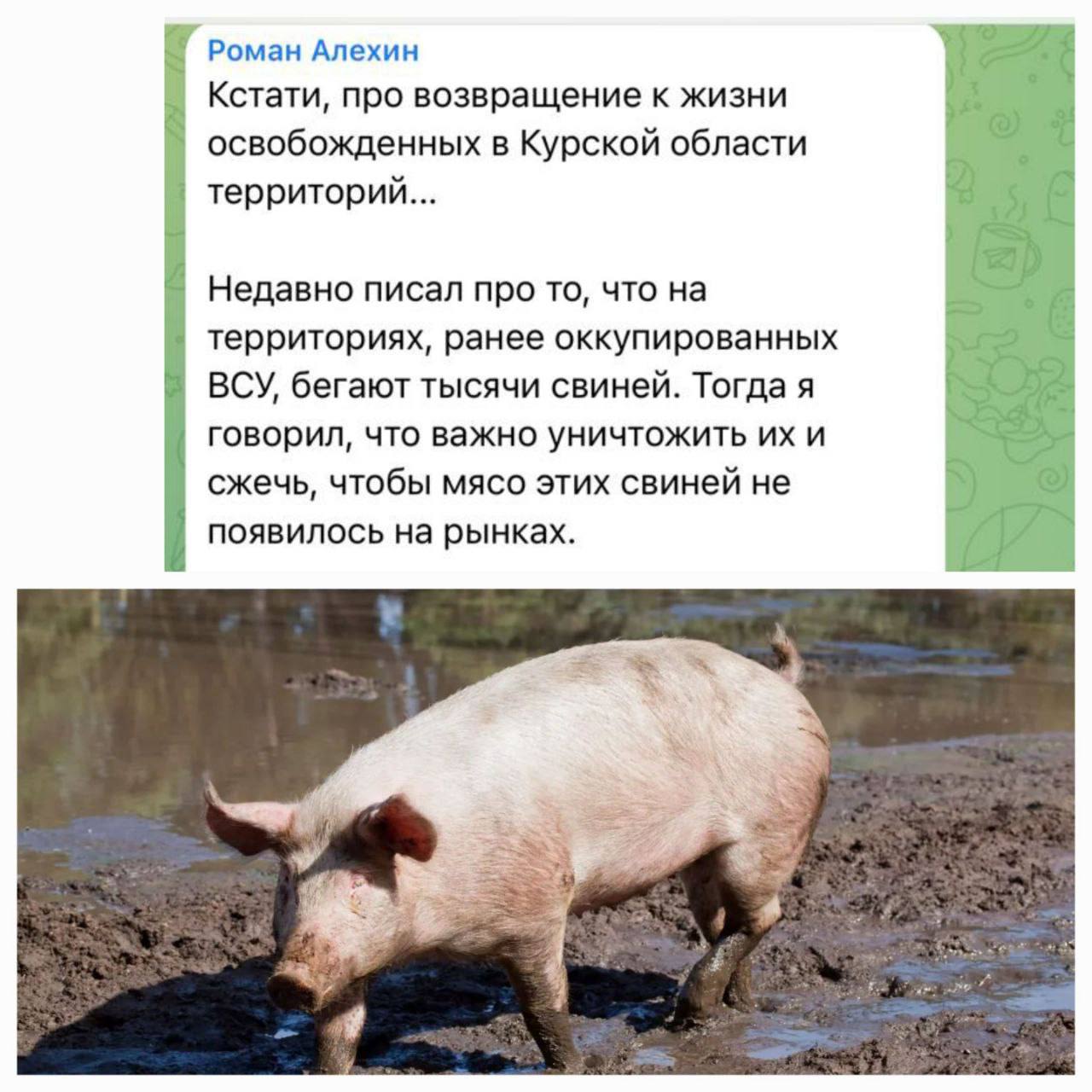 Курских свиней призовут на СВО Z-блогер и бывший советник курского губернатора Алёхин предлагает использовать свиней для разминирования “лесов и пустырей”. Раньше он призывал сжигать тысячи этих животных на “освобождённых территориях”, однако теперь в его голову пришла мысль пускать хрюшек на минные поля. “Зоошиза возбудится, конечно, но мне важнее жизнь сапёров и детей, которые захотят вернуться”, — объясняет Алёхин. Правда, есть одна проблема: свиньи – очень умные животные. Кремлёвской агитацией их не пронять. Они могут просто не захотеть идти на минные поля и разбежаться в самовольные отлучки. Даже с пустырей, а уж в лесах и подавно. Так что с практической точки зрения свиней лучше заменить контрактниками. Ну, или призывниками. Или, если получится – северокорейскими рабами, которых пришлёт Ким. Всем им не страшно умирать, потому что терять нечего. А свиньи – другие. Они не только умные, но ещё и ценят свою жизнь. Подписаться
