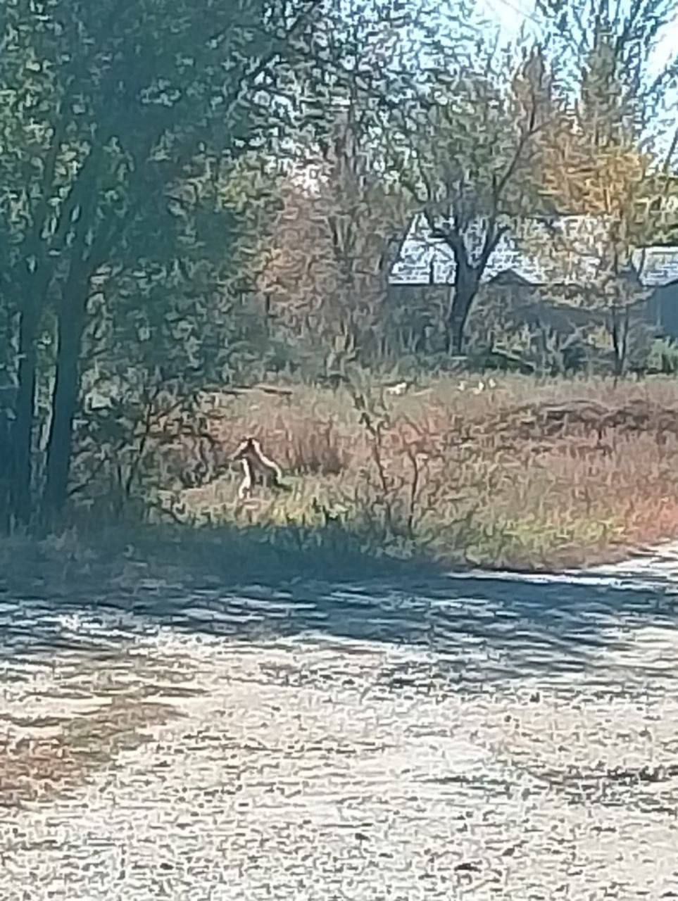В Оренбуржье участились случаи появления диких лис и корсаков вблизи жилых домов Жителям области рекомендуют о диких животных сообщать в полицию по телефону 102 или 112 Если вы встретили дикую лисичку в населенном пункте то этого делать не стоит Подходить пытаться сфотографировать или снять селфи Преследовать животное Подкармливать гладить или пытаться взять на руки Пытаться отогнать транспортным средством Будьте осторожны Подписывайся на UTV Оренбуржье