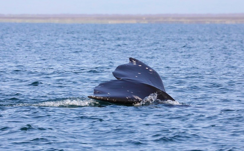 Более 60 серых китов уже посетили Кроноцкий залив  Морские гиганты откармливаются после зимовки  В Кроноцкий залив серые киты пришли в конце апреля. Впереди у них несколько месяцев, чтобы восполнить жировые запасы. Подробности по ссылке: