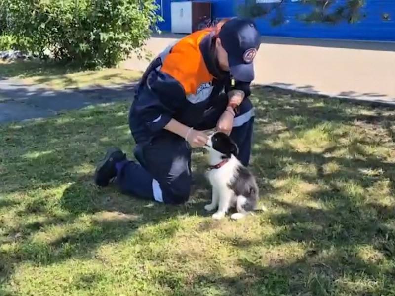 В рядах поисково-спасательного отряда Красноярска пополнение Двухмесячный щенок Ася будет учиться спасению людей. Её необычная порода бордер-колли отличается выносливостью и высокой активностью.