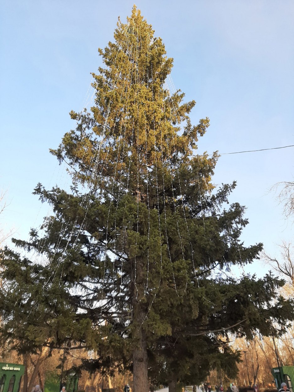 В барнаульском парке Изумрудный уже начали наряжать новогоднюю елку создавая необычный контраст с осенним пейзажем Ранние снегопады в крае ненадолго создали зимнюю атмосферу но сейчас в парке снова золотая осень Барнаульцы гуляют среди желтеющей листвы где новогодняя ёлка смотрится неожиданно и непривычно
