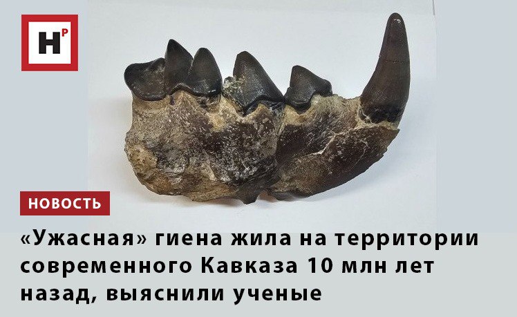 Уральские ученые с коллегами из Китая и Азербайджана установили что на территории современного Кавказа 10 9 млн лет назад обитали ужасные гиены Dinocrocuta gigantea Подтвердить этот факт удалось благодаря изучению фрагментов челюстей которые обнаружили в верхнемиоценовом местонахождении Эльдари Азербайджан По некоторым оценкам эти животные были самыми крупными и сильными хищниками континента взрослые особи могли достигать веса в 400 кг О жизни и поведении ужасных гиен ученым до сих пор известно крайне мало возможно они питались вымершими крупными травоядными животными гиппарионовой фауны На протяжении не менее миллиона лет ужасные гиены были более опасными хищниками чем саблезубые тигры и другие представители семейства кошачьих Однако на сегодня точно неизвестно действовал хищник в одиночку или охотился кланами как современные гиены Фото пресс служба УрФУ Подробнее на портале Научная Россия гиены