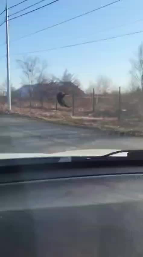 Медведь-паркурист покоряет забор на аэродроме Пушистый