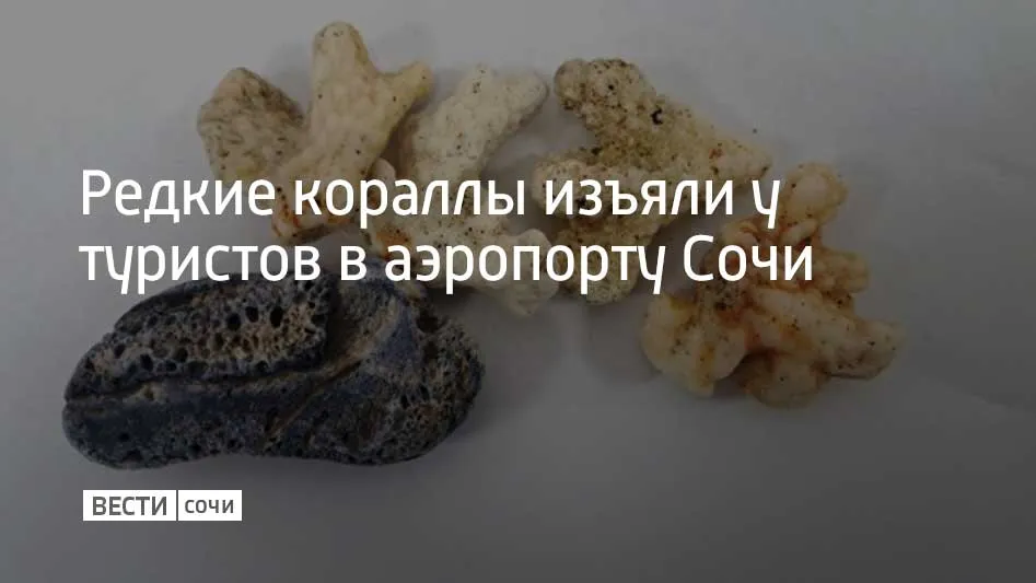 В аэропорту Сочи таможенники нашли в багаже пассажиров прилетевших из Абу Даби 12 кораллов общим весом больше 1 65 кг Мужчины прошли через зеленый коридор и на вопрос о подлежащих декларированию товарах ответили что ничего такого в их багаже нет Но проверка рентгеном указала на однородные предметы рассказали в пресс службе сочинской таможни В сумке одного пассажира нашли 7 кораллов у второго еще 5 Экспертиза показала что это мадрепоровые кораллы редкие исчезающие виды которые охраняются международной конвенцией Ввозить их в Россию можно только со специальным разрешением и обязательным декларированием Туристы сказали что везли их для себя как сувениры и просто не знали правил На обоих завели административные дела Мы в MAX
