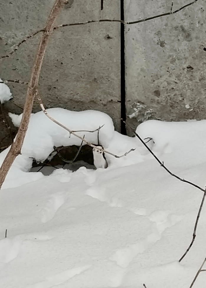 Белоснежную ласку заметили в Снежинске Маленького хищника сфотографировали у здания инфекционного отделения медико санитарной части 15 Зверек выглядывал из своего укрытия на снегу его выдают лишь темные глаза и нос Белый зимний наряд этих представителей семейства куньих Летом их шерсть светлая только на животе а сверху коричневая Это осторожные животные которые обычно прячутся при появлении людей Но безобидный вид обманчив ласки ловкие и проворные хищники Питаются в основном мышами но способны нападать на добычу крупнее себя Стоит помнить что миниатюрный зверек является диким животным поэтому не нужно пытаться погладить его Ласки могут переносить бешенство Фото ЦМСЧ 15 ФМБА России Подписывайтесь на Вести Южный Урал в MAХ