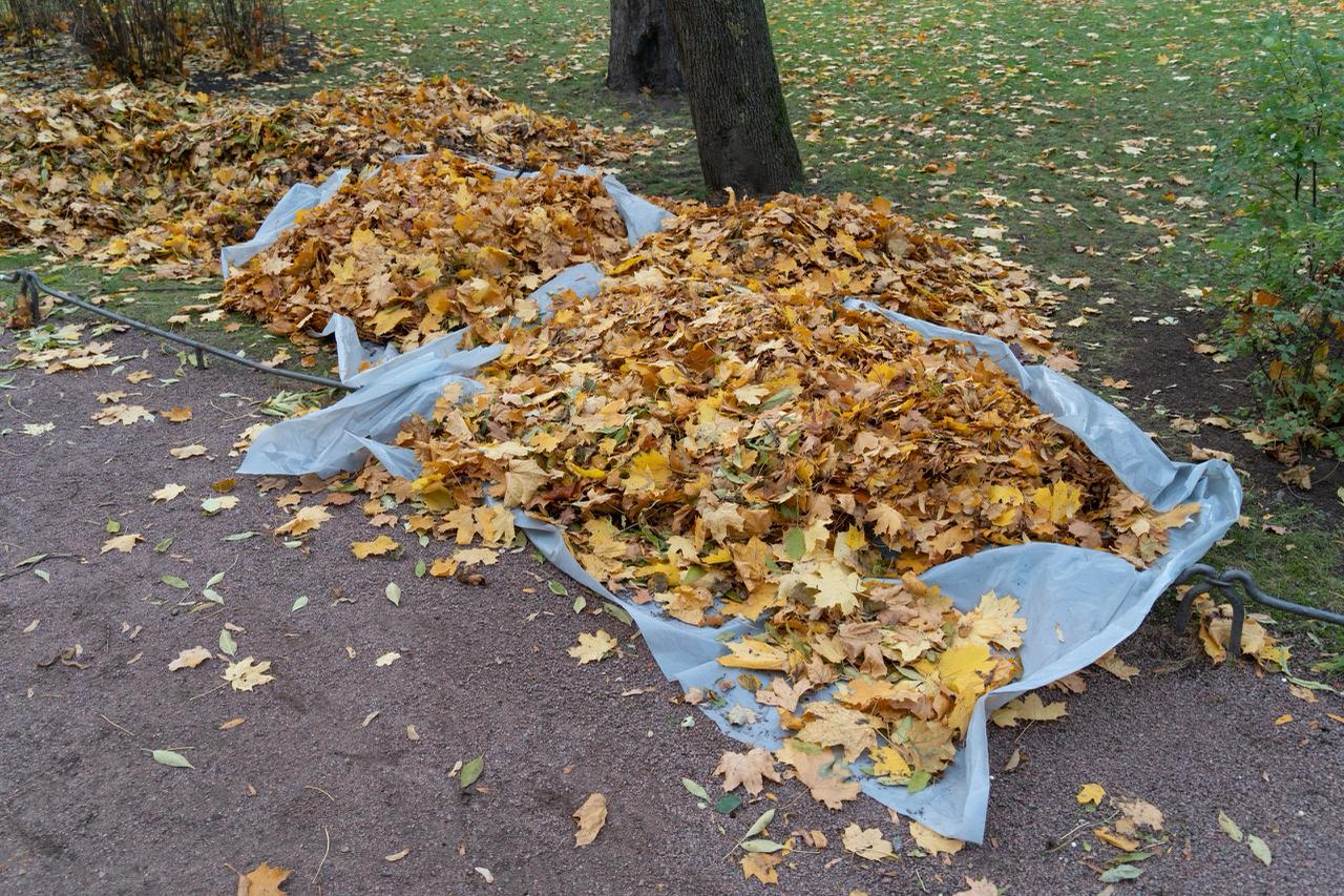 Студентов Педиатрического принуждают убирать листья на территории вуза В СПбГПМУ все группы третьего курса факультета клинической психологии обязали с 1 по 14 ноября четыре раза выйти на двухчасовой субботник рассказали Бумаге студенты Ранее осенью по одному разу убирали листья группы первого курса факультета и по по два раза второго Что говорит администрация факультета В администрации по словам студентов обосновали необходимость уборок воспитательной функцией а также тем что листья будут гнить если их не убирать ежедневно Администрация факультета также утверждает что в предыдущие годы учащиеся таким же образом убирались на территории вуза По словам одного из собеседников Бумаги среди студентов факультет позиционирует уборку как традицию при этом старшекурсники отрицают что их принуждали убирать листья во время учебы на младших курсах Приказ о субботниках Со слов студентов университет не опубликовал приказ об их привлечении к уборке В ответ на просьбы учащихся показать документ сотрудники вуза заявили что приказ где то есть но так и не предоставили его По словам студентов некоторым из них администрация пригрозила отчислением На наш вопрос о наличии приказа спросили вы что хотите проблем Еще одной из девочек сказали примерно так найдут за что отчислить не идите против рассказала студентка Можно ли отказаться Уборки проходят как вместо пар так и во внеучебное время На факультете объявили что в случае пропуска без уважительной причины от студентов потребуют написать объяснительную и отработать субботник вместе с другой группой Если вместо субботника студент всё же пойдет на пару это будет считаться пропуском пары При этом график уборки не учитывает расписание занятий студентов Студенты уже отнесли декану факультета жалобы на непродуманный график уборок а также на сам факт принуждения В определенные дни уборка стоит с 9 до 11 утра а после этого у нас пары до 21 20 Или наоборот у нас до 21 пары а на следующий день с 9 уборка Многие студенты живут в Ленинградской области и в дальних от вуза районах города То есть график составлен без учета нашего расписания рассказала студентка По итогам обращения администрация факультета посоветовала меняться друг с другом временем уборки группам или отдельным студентам у которых время субботников совпадает с практикой или с другими занятиями пропуски по которым будет тяжело закрыть Фото Бумага Подписывайтесь на Бумагу и предлагайте новости