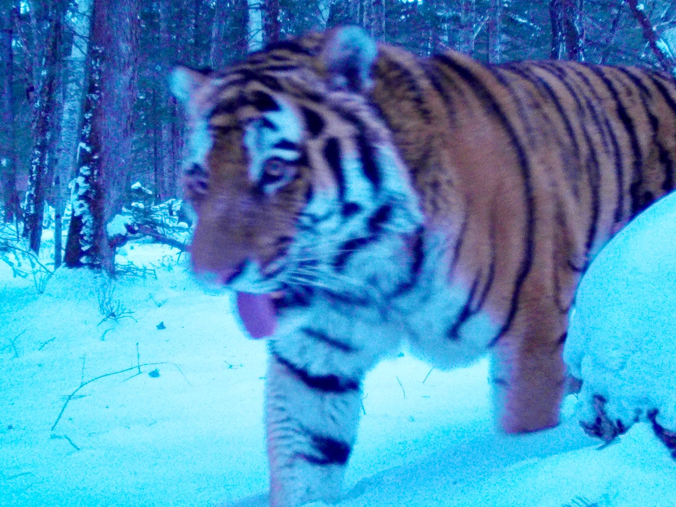 Тот самый друг который всегда кривляется на фото амурский тигр в национальном парке Зов тигра в Приморском крае продемонстрировал специалистам свое отношение к фотосъемке Фото объединенная дирекция Лазовского заповедника и национального парка Зов тигра Центр Амурский тигр