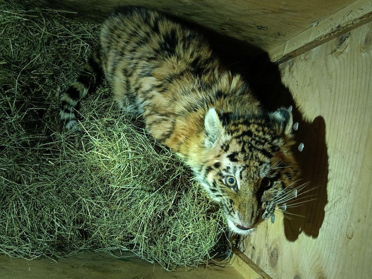 В Хабаровском крае спасли тигренка оставшегося без матери сообщает управление охотничьего хозяйства по региону Малыш сидел на обочине автодороги Комсомольск на Амуре Николаевск на Амуре Врачи прозвали тигренка Тимошей   Telegram MAX Читать эксклюзив