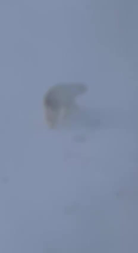 Белую медведицу, напавшую на людей в Таймыре, транспортируют в Московский зоопарк