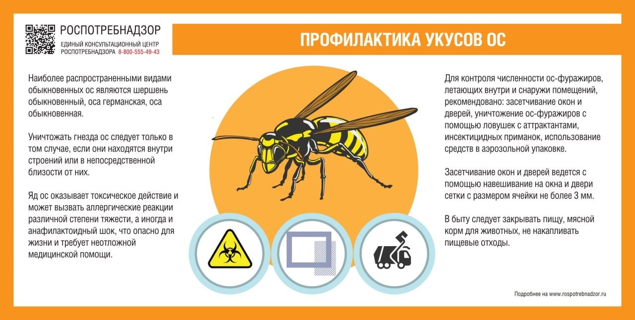 Водитель потерял сознание из-за укуса шершня и влетел в столб в Приморье  Мужчину в обмороке заметили прохожие — он лежал возле разбитого грузовика. Люди помчали в ближайшее село Глуховка, попросили помощи у медиков.  На место приехала фельдшер Татьяна Малкова. Она быстро поняла, что у пострадавшего отёк Квинке. Ввела антигистаминное и гормоны, чтобы снять сильнейшую аллергическую реакцию — благодаря её действиям шофёра удалось спасти. После скорая увезла его в больницу.  Блог—Инженера для тебя