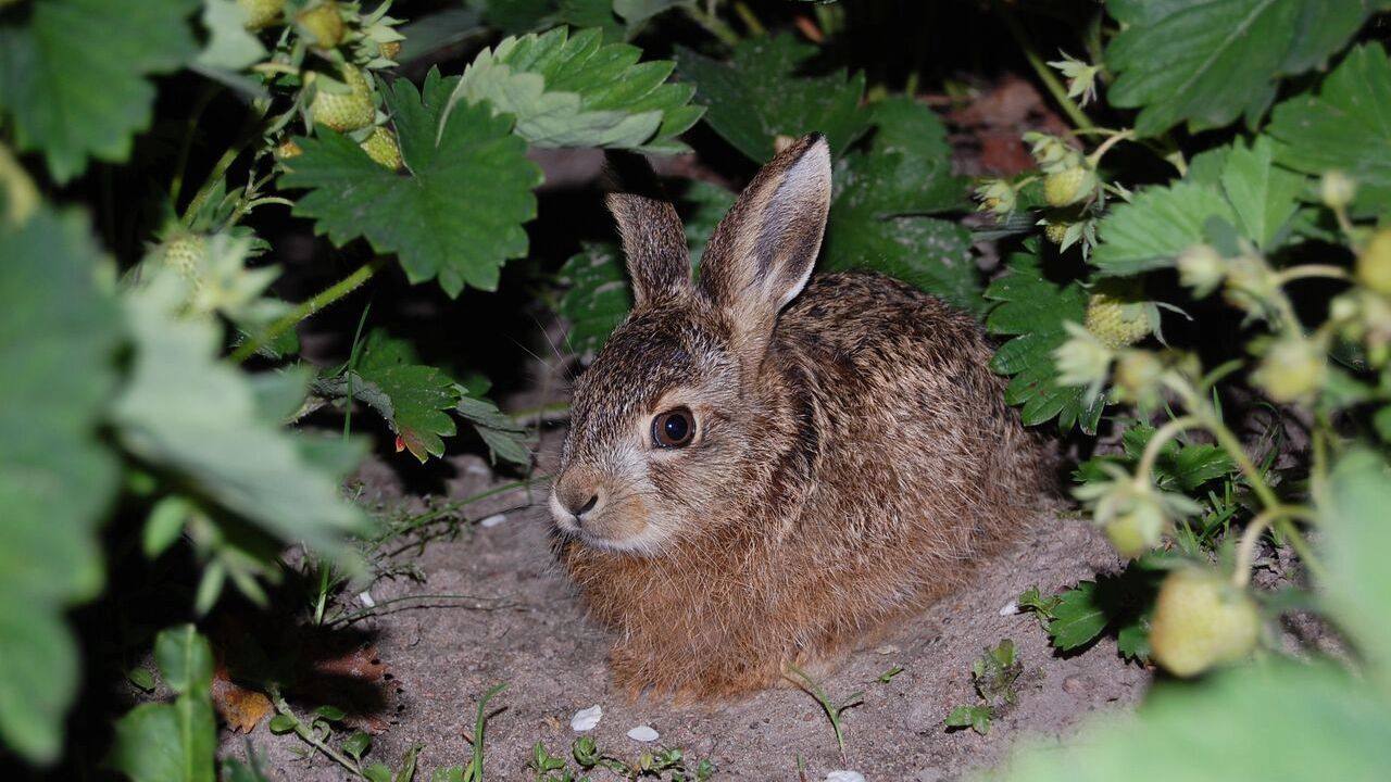 С 1 ноября в Ростовской области открывается сезон охоты на зайца лису и енотовидную собаку С 1 ноября 2025 года на территории Ростовской области официально начинается сезон охоты на пушных животных Разрешение на добычу охотничьих ресурсов будет действовать до 28 февраля 2026 года В перечень разрешенных к добыче видов вошли заяц русак лисица корсак а также енотовидная собака Региональные власти напоминают охотникам о необходимости строгого соблюдения правил охоты и техники безопасности Нарушение установленных нормативов влечет за собой административную ответственность с наложением значительных штрафных санкций Охотникам рекомендуется уточнять конкретные места проведения охоты и дополнительные ограничения в соответствующих охотничьих хозяйствах региона Подписаться на Новости Ростова Прислать новость Мы в Max rostovnews61