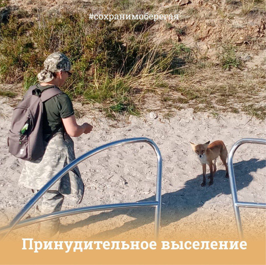 Лису с байкальского острова Огой принудительно переселили на материк. Об этой исхудавшей рыжей плутовке переживали многие туристы, которые посещали этот небогатый растительностью и живностью остров. Подкармливали чем могли, писали в соцсетях - что будет с лисой осенью и зимой? Сотрудники "Заповедного Прибайкалья" вернули животное на большую земля, где проще выжить, да и кормовая база побогаче.  Фото из открытых источников.