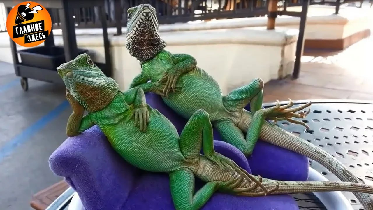 Спа салон для рептилий открыли в Москве Услуги включают УФ лампы правильный корм влажный воздух тёплые ванны чистку массаж и маникюр Стоимость варьируется от 22 000 до 39 000 рублей Если хозяева улетают на каникулы для рептилии подберут комфортный отель с кормлением по графику Как вам идея Да ну Почему я не рептилия Главное здесь Подписывайтесь