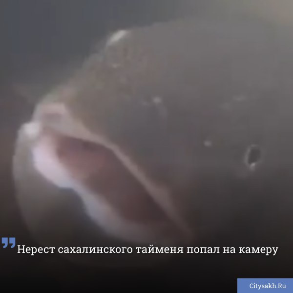 Рыбаки-походники Сахалина смогли запечатлеть кадры нереста тайменя.  ВИДЕО