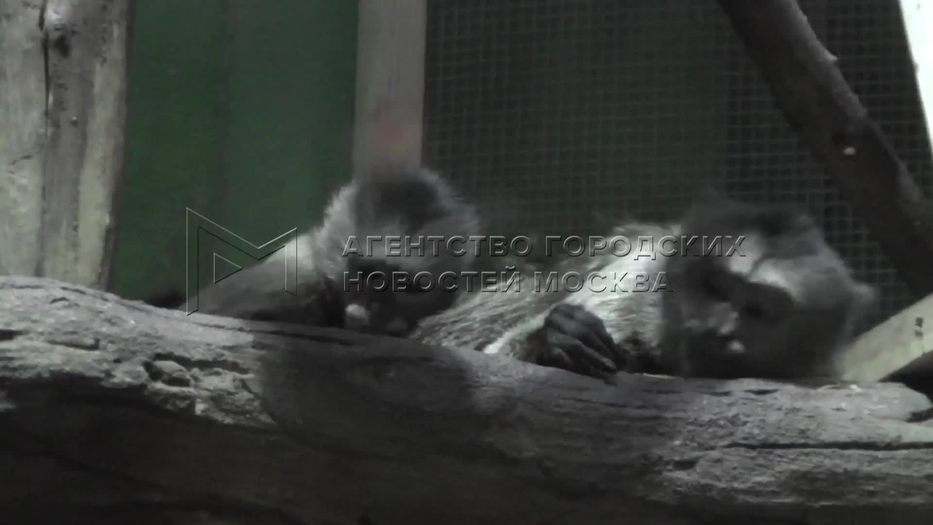 Москвичи выбрали имя Норман для детеныша капуцина в зоопарке