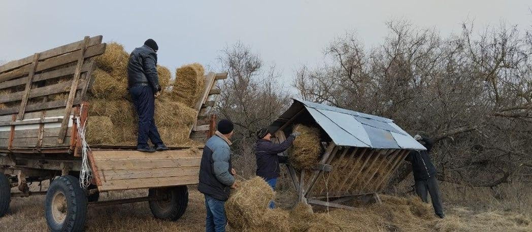 В Азово-Сивашском национальном парке проходят биотехнические работы  В зимний период морозов животные очень нуждаются в дополнительной подкормке – такой, как сено, зерновые культуры и т.д. Затяжные морозы и сильные ветра не обошли стороной и Азово-Сивашский национальный парк, поэтому на косе Бирючий остров начались биотехнические мероприятия по подкормке копытных животных.  Егерская служба Азово-Сивашского национального парка принимает активное участие в мероприятии и проводит подкормку копытных животных. Кормушки наполняются сеном, в которых оно может храниться очень долго, развозятся ранее заготовленные корма  пшеница, ячмень , очищаются замерзшие водопои от льда.