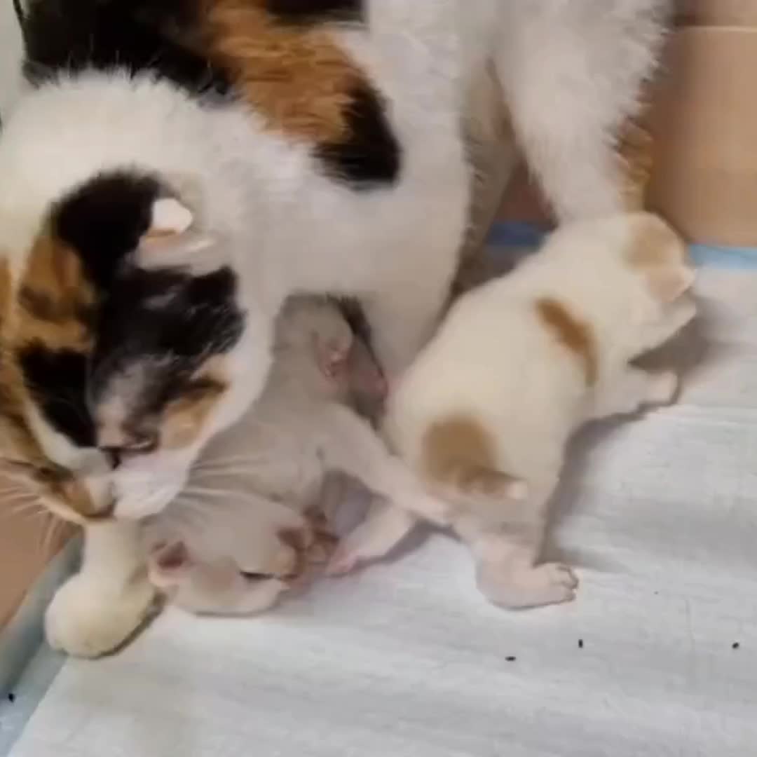 Кошка из Челябинска усыновила бельчонка в приюте