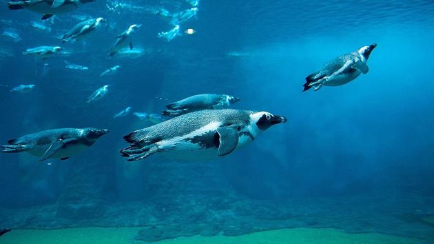 Изменение климата и рыболовство снизили число пингвинов Согласно новому исследованию более 60 000 пингвинов в колониях у берегов Южной Африки умерли от голода в результате уменьшения численности сардин Более 95 африканских пингвинов в двух наиболее важных гнездовых колониях на островах Дассен и Роббен погибли в период с 2004 по 2012 год Как сообщает The Guardian размножающиеся пингвины вероятно умерли от голода во время периода линьки Африканские пингвины ежегодно сбрасывают и заменяют свои изношенные перья чтобы защитить свою изоляцию и гидроизоляцию Однако во время периода линьки который длится около 21 дня они должны оставаться на суше Чтобы пережить этот период голодания им необходимо заранее откормиться Потери зафиксированные исследователями в этих колониях не были единичными подобное сокращение наблюдается и в других местах за 30 лет популяция африканского вида пингвинов сократилась почти на 80 Подробнее на Meteovesti ru пингвин голод