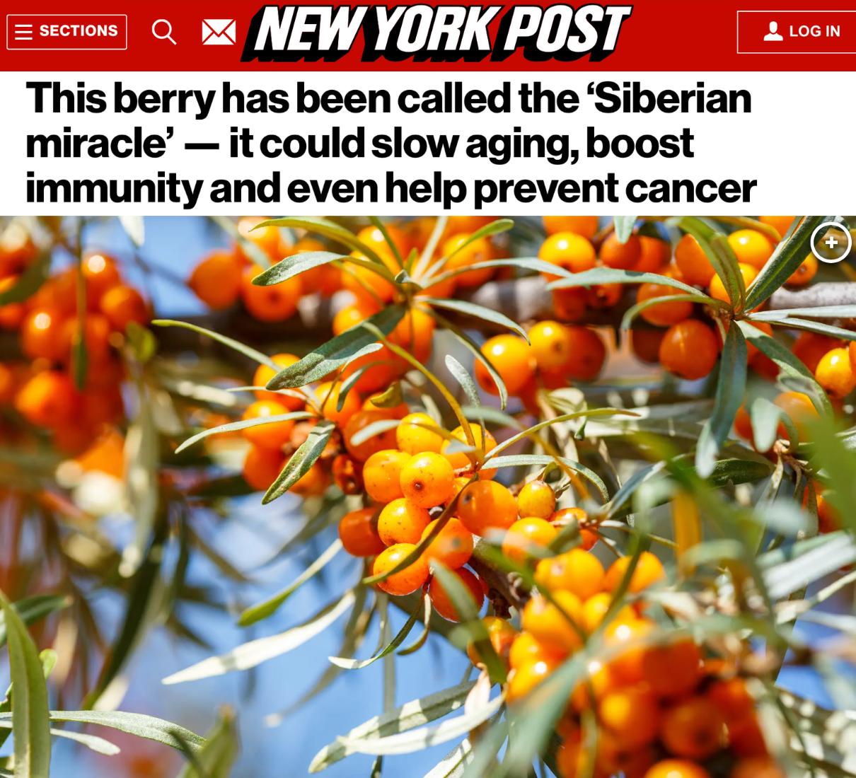 Ученые называют облепиху энергетической бомбой продлевающей жизнь Маленькие плоды содержат мощные полезные вещества способные предотвратить рак болезни сердца и диабет Облепиху добавляют в разнообразные продукты от шампуня до крема для лица Прямой эфир