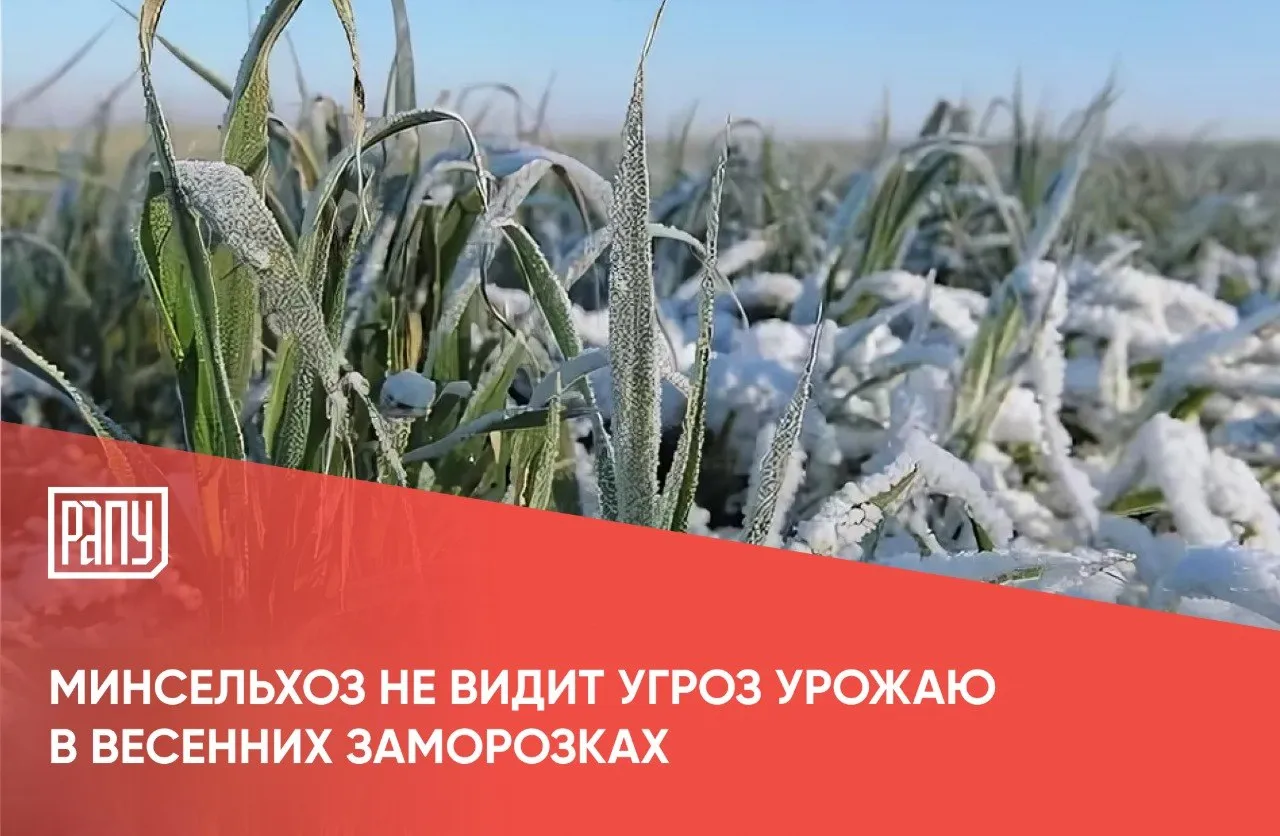 Минсельхоз России заявил что весенние заморозки не повлияют на урожай Как пишет Интерфакс ведомство сообщило что заморозки зафиксированные в ряде регионов не затронули наиболее уязвимые культуры а плодовые деревья еще не вступили в фазу цветения Некоторые факты которые привели к такой оценке Состояние озимых оценивается как стабильное на текущий момент 97 посевов находятся в хорошем и удовлетворительном состоянии что заметно выше прошлогоднего уровня 90 2 на аналогичную дату Яровой сев к настоящему времени проведен на площади порядка 4 млн га и идет с некоторым отставанием по сравнению с прошлым годом В Минсельхозе рассчитывают что при нормализации погодных условий аграрии смогут ускорить работы Всего в 2026 году под яровые культуры планируется отвести порядка 56 млн га а общая посевная площадь должна увеличиться до 83 млн га Минсельхоз АПК посевная 2026 РАПУ в МАХ и Вконтакте