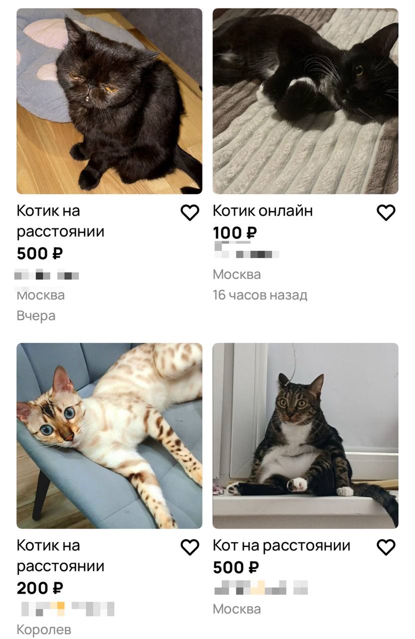 В Москве всё больше набирает популярность услуга кот на расстоянии Владельцы животных предлагают фото и видео со своими питомцами некоторые даже готовы записывать персональное мурлыкание Москва Главное