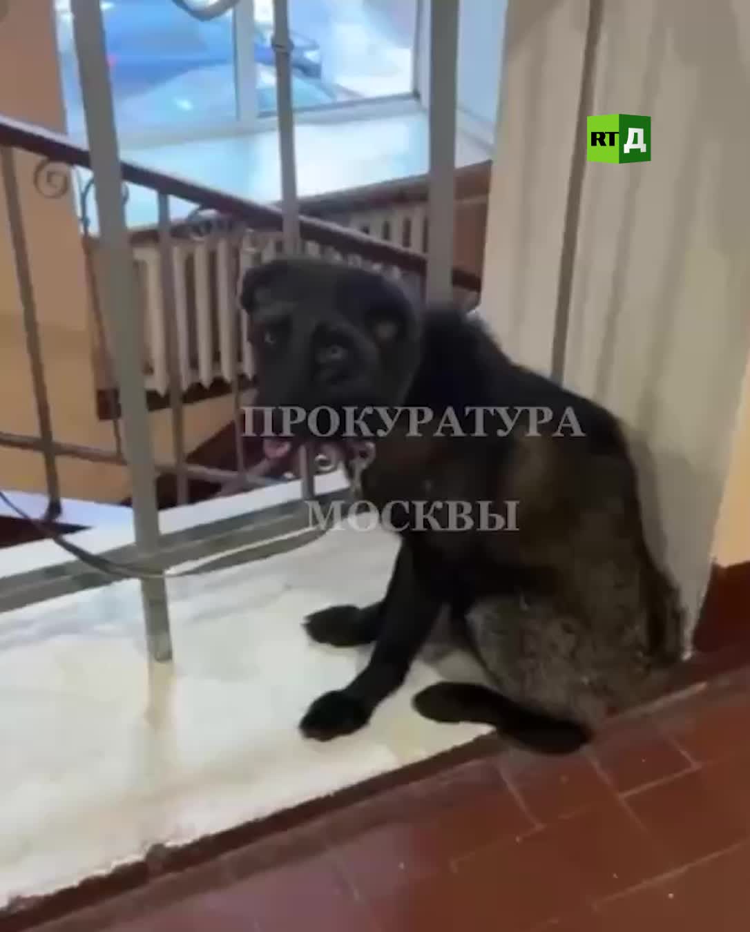 Спасение косули в Находке: жители вызвали спасателей для освобождения животного из забора