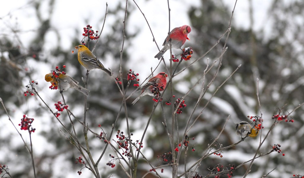 Стая щуров редких птиц прилетала в январе в Кусковский лесопарк сообщается на сайте мэра и правительства Обнаружение этих птиц считается уникальным событием последний раз щуры были замечены в Москве в 1913 году moscow on air