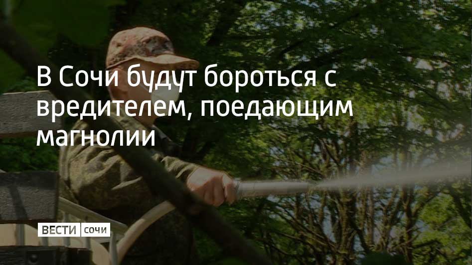 Борьбу с древесником многоядным обсудили на специальном выездном совещании, в котором участвовали представители мэрии и районных администраций, а также ученые Субтропического научного центра РАН. Об этом рассказали в администрации Сочи. "Мероприятия по защите зеленых насаждений от вредителей и болезней предусматриваются муниципальной программой "Охрана окружающей среды". В текущем году на их выполнение из городского бюджета выделено 20 миллионов рублей", – рассказал директор департамента по охране окружающей среды, лесопаркового, сельского хозяйства и промышленности Александр Гиньковский. Древесника многоядного в Сочи выявили недавно. Вредитель вызывает усыхание молодых приростов у магнолий и некоторых растений семейства лавровых. По словам ученых, самый действенный способ борьбы с вредителем – своевременная обрезка и уничтожение усохших ветвей. Это позволит минимизировать скорость распространения болезни у деревьев.