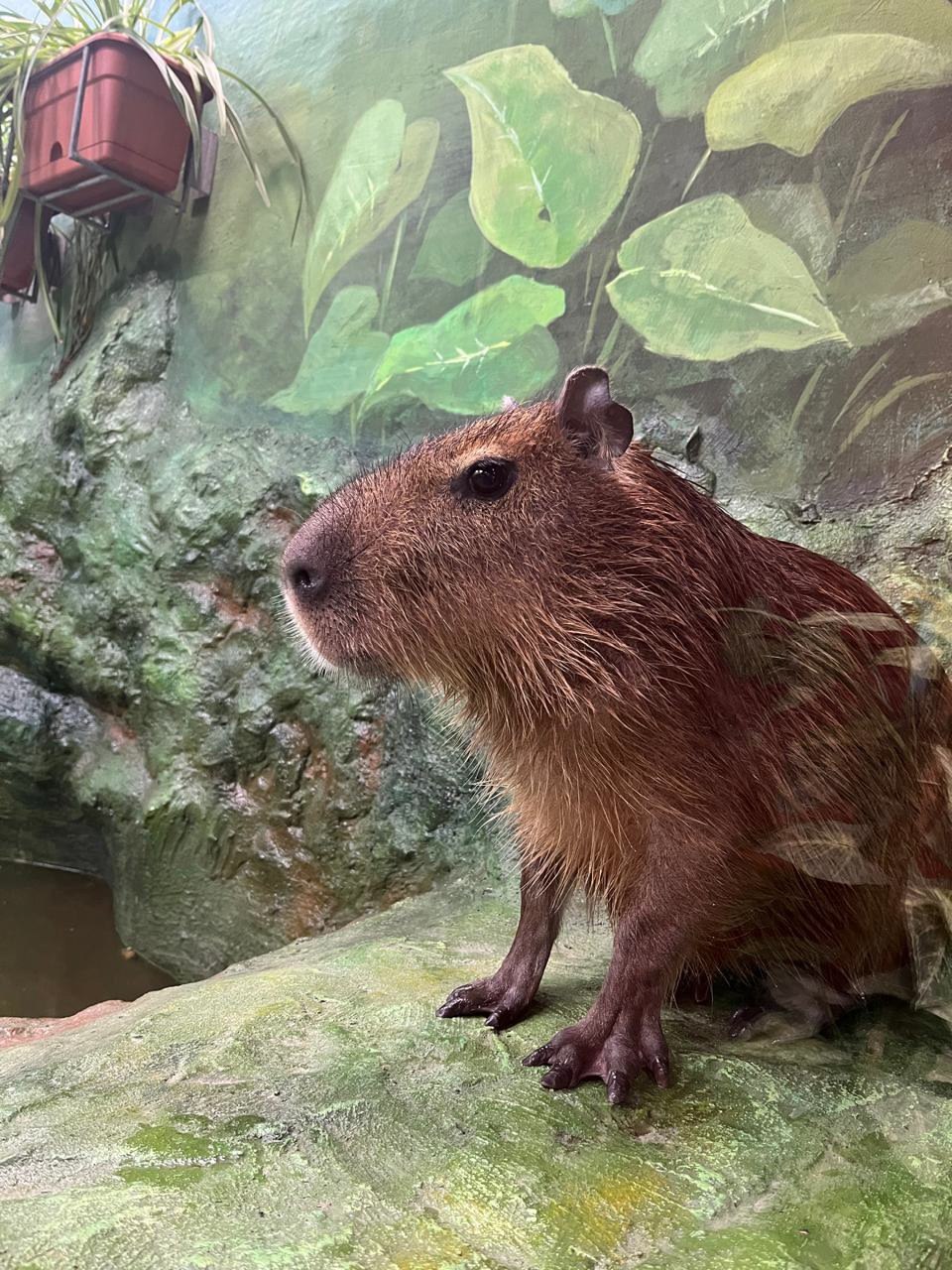 Жену для Капибарина привезут в Екатеринбург Она составит пару самцу капибары который жил в зоопарке один с 2024 года рассказал замдиректора Екатеринбургского зоопарка по формированию коллекции Павел Грачев на пресс конференции Также в этом году на Урал должны переехать самец белоплечего орлана и рысь Для птицы уже есть пара она тоже приехала недавно Животных подарили на 95 летие зоопарка Фото пресс служба Екатеринбургского зоопарка   Новости из Екатеринбурга
