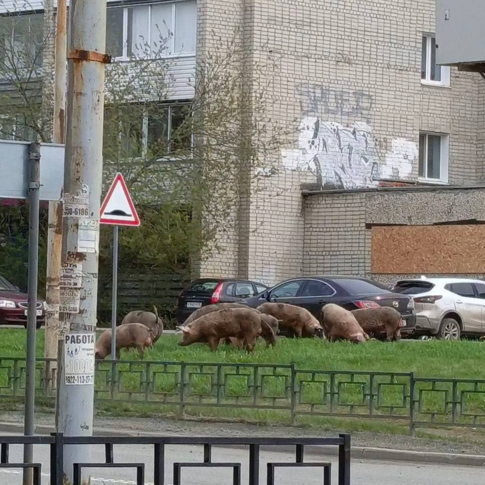 На владельца свиней из Ревды заведено административное дело После жалоб местных жителей на свиней, Россельхознадзор провёл проверку хозяйства Анатолия Луткова — владельца свинок, которые наделали шума. В ходе проверки выявили нарушения — отсутствие площадки для навоза, отсутствие документов на корм, отсутствие регистрации и лечения свиней с 2023 года, а также отсутствие доступа к воде у животных, пишет 66.RU. Фермера обязали устранить все нарушения до 1 сентября. Новости Екб тут