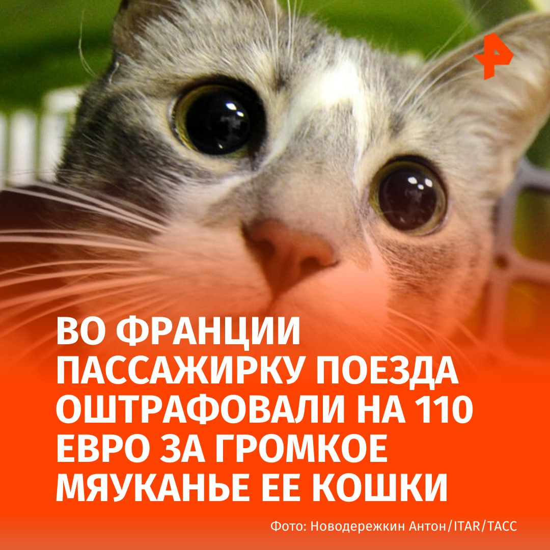Женщину оштрафовали на 110 за слишком громкое мяуканье ее кошки в поезде следующего по маршруту Париж Ван На звуки которые издавала белая и пушистая Моне пожаловались пассажиры Тогда её хозяйке выписали штраф в размере 110 сообщает BFMTV Однако владельца питомца оспорила решение контролёра По словам женщины ее кошка которую перевозили в специальной переноске и для которой приобрели собственный билет за 7 только немного помяукала в начале поездки Хозяйка пушистой считает несправедливым выписанный штраф Она обратилась к железнодорожному оператору с соответствующей просьбой Подписаться на РЕН ТВ МАХ Отправить новость