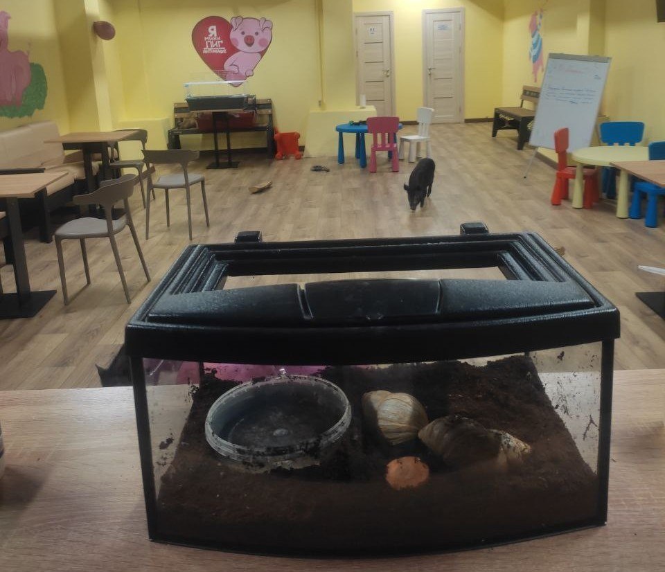 Владельцу антикафе Я Мини Пиг в Ярославле объявили предостережение из за нарушения содержания мини свиней Специалисты установили что в заведении содержатся четыре мини пига На всех владелец предоставил ветеринарные паспорта с отметками о вакцинации против чумы Однако сотрудники ведомства выявили и ряд нарушений Рабочий режим для контакта с животными превышает допустимые нормы более 3 часов в день и более 4 календарных дней подряд Кроме того в помещении отсутствуют укрытия для свиней а также специально оборудованные зоны кормления и отдыха уточнили специалисты Больше новостей в Daily News