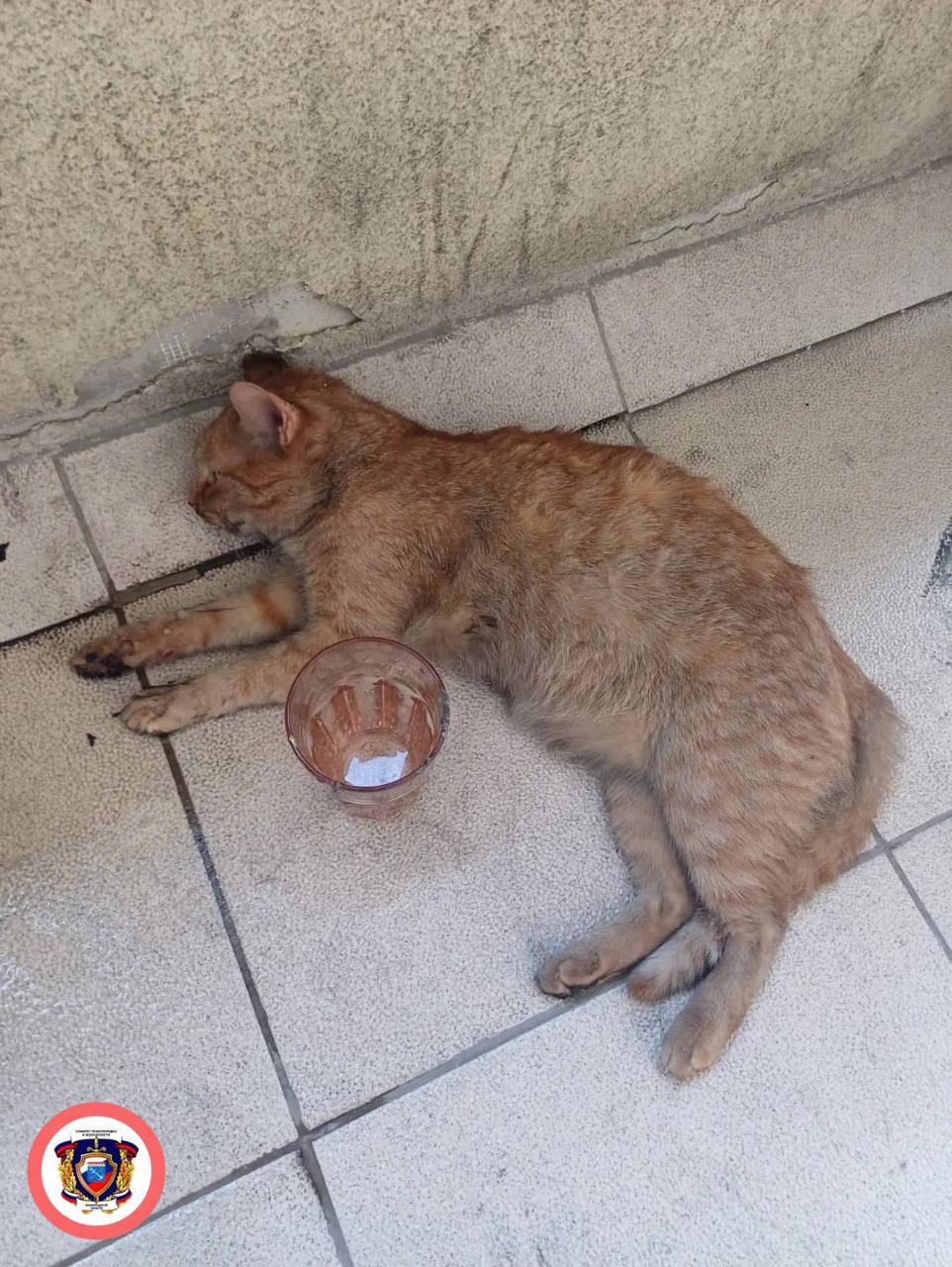 Котика спасли из горящей квартиры в Кудрово. ЧП произошло утром на Ленинградской улице. Пожар вспыхнул в квартире на 7-м этаже. Спасатели оперативно вскрыли дверь, ликвидировали возгорание и обнаружили внутри помещения испуганного кота. Уже на свежем воздухе хвостатому оказали первую помощь. Люди не пострадали. Места СПб Новости СПб