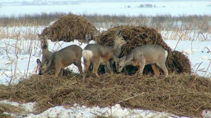 Уральские охотники заготовили тысячи солёных кормовых веников, чтобы косули в лесах были сыты  Приобретено несколько десятков тонн соли-лизунца, заготовлено сено, зерно и специальные кормовые веники. Все работы, направленные на поддержание популяций диких животных, обитающих в регионе, охотники начали до становления снежного покрова.  «Охотобщества региона должны будут обеспечить подкормку диких животных на своих угодьях на протяжении порядка 150 дней, до весеннего таяния снега. Специальные кормушки в лесах устанавливаются и наполняются в зависимости от количества особей тех или иных животных. Так, каждая кормушка для косуль рассчитана на 10 животных, её содержимое — сено, соль и специальные веники — должно постоянно пополняться. Для лосей охотники закупают по 20 килограммов соли-лизунца в год на каждое взрослое животное, а на каждого взрослого кабана приобретают 300 килограммов зерна», — рассказал директор департамента по охране, контролю и регулированию использования животного мира Свердловской области Александр Кузнецов.   Проблемы с поиском пищи у сибирской косули возникают, когда снежный покров в лесах превышает 30 сантиметров. Он не только затрудняет передвижение копытных животных, но и скрывает мелкие кустарники брусники и черники, которыми они питаются.   Напомним, согласно данным подсчёта диких зверей, в Свердловской области ежегодно увеличивается численность популяций сибирской косули и других животных. Это результат слаженной работы сотрудников департамента по охране, контролю и регулированию использования животного мира Свердловской области, государственных инспекторов и охотпользователей.