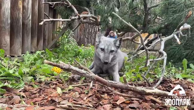 В зоопарке Челябинска поселились песцы www up74 ru articles news 166957 Пушистики приехали из Московской области и уже вполне обжились на новой территории