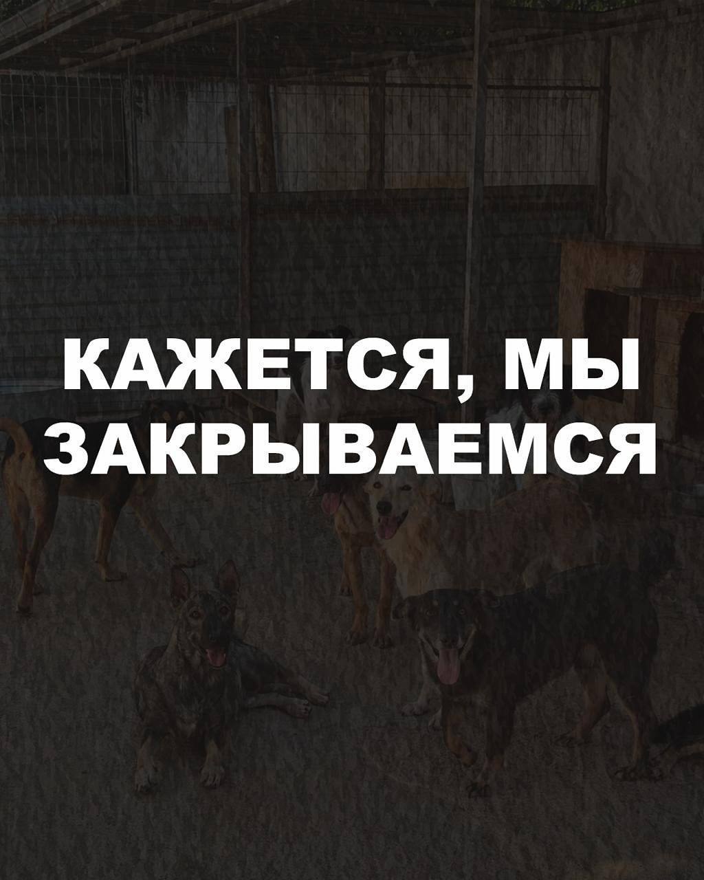 Краснодарский приют для животных «Краснодог» рассказал о возможном закрытии Приют работает в Краснодаре 22 года. Вчера его администрация сообщила о критической финансовой ситуации - собак и кошек нечем кормить. - Каждый месяц, представьте — КАЖДЫЙ МЕСЯЦ — мы уходим в минус на 1 500 000₽. Мы не можем оплатить счета за препараты. Поставщики подают на нас в суд за неуплату их можно понять — так долго мы ещё никогда не задерживали оплату . Количество поступающих животных растёт бешеными темпами, а здоровых НИКТО не забирает. В одном из отделений уже 150 здоровых кошек. Такого не было НИ РАЗУ за всю историю приюта. В отделении травматологии кошек мы уже используем собачьи клетки, чтобы селить по несколько пациентов — иначе просто не хватает мест. Про количество здоровых собак мы уже и не говорим. Их всегда забирали меньше, чем котов. Но сейчас — будто они НИКОМУ НЕ НУЖНЫ. Они поступают щенками, вырастают и умирают в стенах приюта. Мы на грани: • нет денег, чтобы купить препараты и лечить новых пациентов • нет денег на вакцины для здоровых животных • нет места — ни для больных, ни для здоровых • не хватает сотрудников, чтобы поддерживать чистоту в помещениях и клетках • не хватает денег даже на зарплату тем, кто уже работает, не говоря о найме новых Какое-то время мы держались на энтузиазме. Но жизнь дорожает. Теперь и мы сами выживаем на минимуме, чтобы закупить хоть что-то — для тех, кто не может сам попросить о помощи. Реквизиты для помощи можно найти на странице организации Красная площадь Хотите поделиться происходящим в вашем дворе? Прислать новость можно сюда