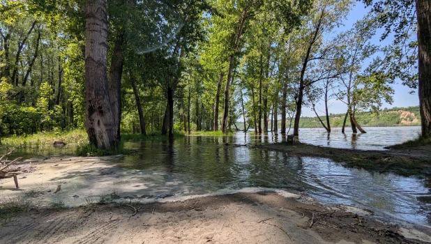 Временно ограничено движение в Затоне В барнаульском микрорайоне Затон временно ограничили движение по дороге на остров Шубинский — от улицы Якорной до дороги, идущей к улице Матросская. Уровень воды в Оби составил 433 см над нулем водомерного поста, сообщили в мэрии. Участок оградили. Транспорт и пешеходы передвигаются по понтонному мосту.