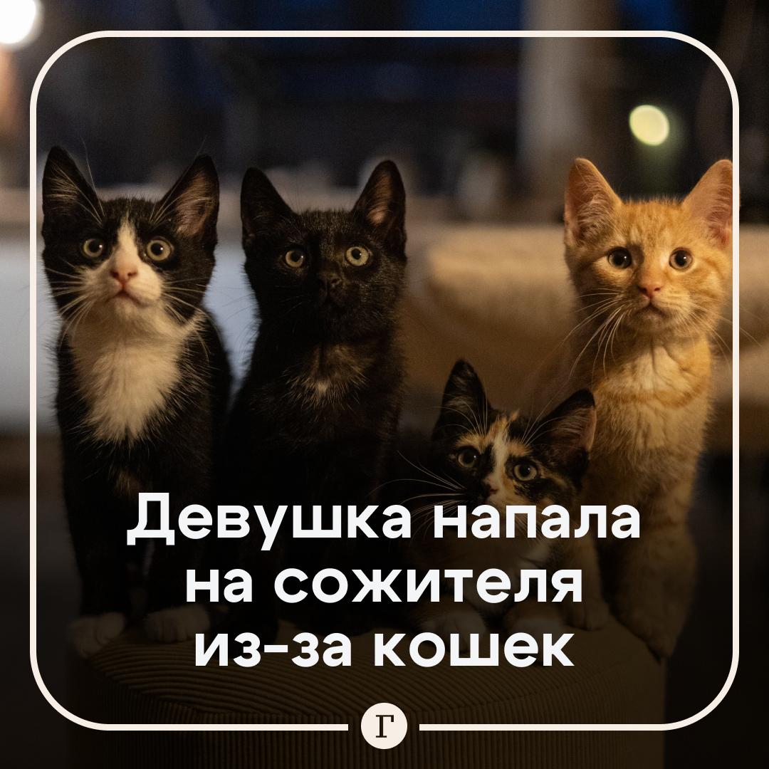 Россиянка с ножом напала на партнера, который невзлюбил ее кошек. Жительница Кемерово вернулась домой и застала пьяного сожителя, который громил квартиру. Он сказал, что так вымещает свою ненависть к шестерым питомцам девушки. На этом мужчина не остановился — стал кричать и оскорблять женщину, которая в этот момент мыла посуду, а затем и вовсе замахнулся. Тут кошатница не выдержала, схватила нож и ударила агрессора в грудь. Суд признал ее виновной, назначил четыре года лишения свободы, но оставил наказание условным. Подписывайтесь на «Газету.Ru»