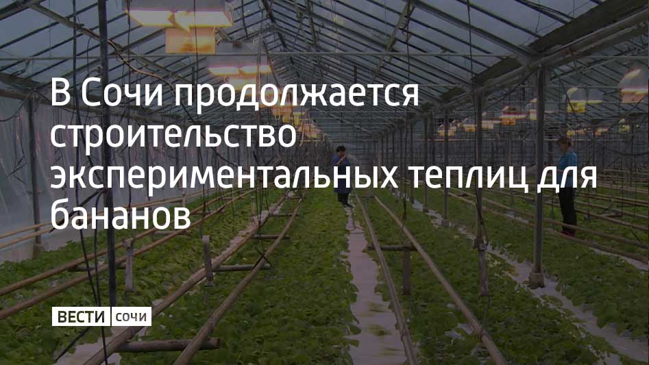 Банановые теплицы готовы уже на 30%, угроз для срыва сроков строительства нет. Первый урожай ожидается в конце 2025 или начале 2026 года. По предварительным расчетам, стоимость отечественных бананов составит порядка 120-140 рублей за 1 кг при себестоимости около 50-80 рублей, пишет "Ъ-Сочи". В планах строительство новых теплиц не только для бананов, но и других тропических растений, а также овощей и зелени.