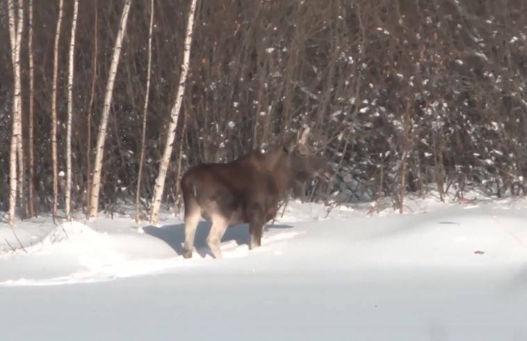 В Московский район Нижнего Новгорода пришел отдохнуть лось Местные жители заметили его в районе Бурнаковской улицы Сохатый гулял вдоль кустов пожевывая ветки а потом улегся на снег у небольшого озера рядом с гаражами Тут люди уже забили тревогу не провалился ли лось под лёд Не нужна ли ему помощь На место приехали лесные инспекторы но лося они уже не застали тот отдохнул и пошел себе дальше В этих краях на самом деле скорее всего обитает даже несколько лосей просто людям они попадаются не часто Рядом небольшая лесополоса а в мае 2025 года тут уже ловили травмированного лосёнка который гулял по улице Народной Его подлечили и отправили обратно в лес Подписывайтесь на нас в MAX