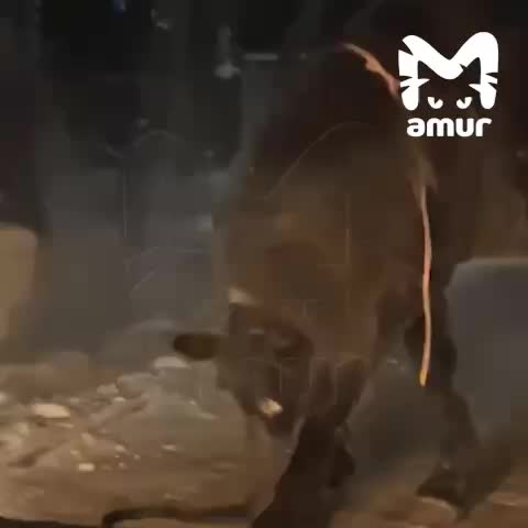 В Хабаровском районе украли и убили коня по кличке Ворон