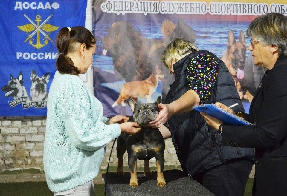 Четырёхлапые соревновались в умениях и красоте: в Мариуполе прошла первая сертификатная выставка собак  На первую выставку собак в Мариуполе съехались участники из разных городов юга России. Приехали участники из Донецка, Луганска, Краснодара, Ростова-на-Дону, Таганрога и Мелитополя.  Всего на выставке было представлено 102 собаки. В категорию «Лучшие из лучших» вышли пять четвероногих. Пятое место заняла немецкая овчарка, четвёртое — русский спаниель, третье — пудель, второе — сибирский хаски, а лидером стал эрдельтерьер.