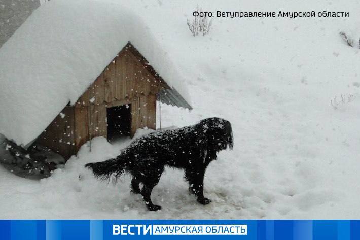 Амурчанка, оставившая при переезде своих собак, заплатит штраф  Животные остались на привязи во дворе прежнего дома женщины, а когда оголодали сорвались с цепи и начали бегать по улицам села Ромненского муниципалитета, представляя опасность для местных жителей. Специалисты ветуправления обязали хозяйку выплатить пять тысяч рублей государству за жестокое отношение к животным, а также определить для псов новый дом или забрать обратно к себе.