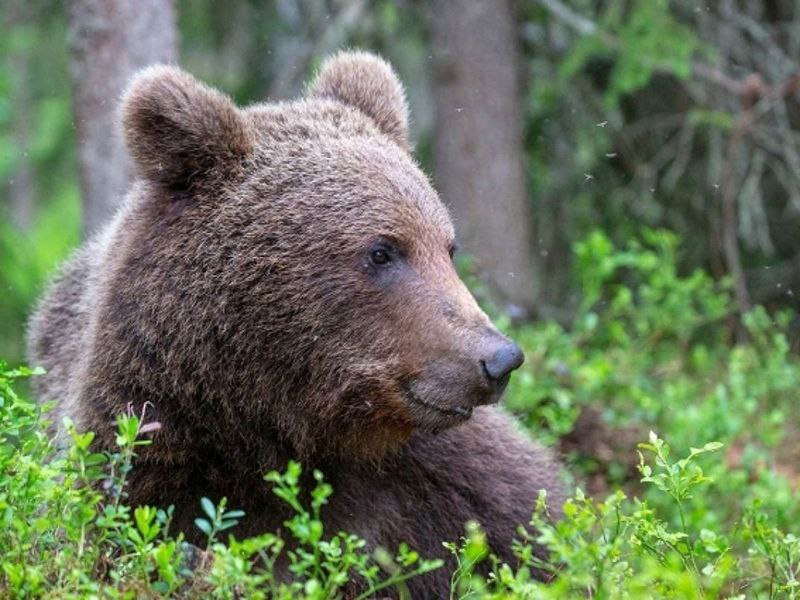Сегодня в сетях было опубликовано очередное сообщение о том, что в районе объездной дороги у поселка Усть-Мая был замечен медведь.  Соответствующими службами было проведено обследование, следов зверя не обнаружено.   Вчера, 8 августа, было вынесено решение о регулировании численности бурых медведей в Усть-Майском районе за подписью заместителя министра экологии РС  Я  Николая Дорохова.  В Усть-Майском районе сформирована бригада медвежатников, в понедельник будет организована еще одна дополнительная бригада. В районе предполагаемого появления лесного хищника ведется окарауливание, работа ведется.  Уважаемые устьмайцы!   Просим вас быть предельно осторожными и соблюдать меры безопасности.  При любых признаках присутствия медведя немедленно сообщите в экстренные службы:   112 или 102  - полиция .  84114143200 - Единая дежурно-диспетчерская служба Усть-Майского района   Будьте осторожны!