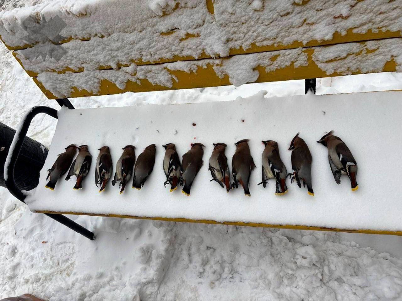 Для пьяных свиристелей устроили вытрезвитель на скамейке В Москве очевидцы сложили птиц на скамейку они не мертвые просто переели забродивших ягод и отдыхают Орнитологи утверждают что пернатые просто пернатые переели замороженных ягод замёрзли и спят их лучше не трогать и убрать в безопасное место протрезвеют и улетят   кайфуют а кошки их так не съедят НМШ