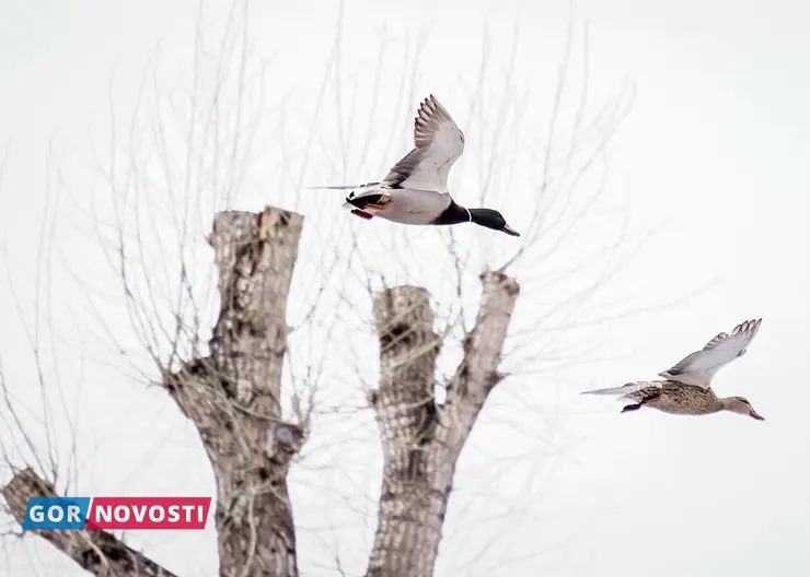 В Красноярске завтра обещают сильный южный ветер   В центральных районах Красноярского края порывы будут достигать 17-22 м/с, предупреждает Среднесибирское УГМС.  В краевой столице в этот день прогнозируют -2 градуса. В тёмное время суток пойдёт снег, а столбики термометров опустятся до -8. При этом на дорогах Красноярска и загородных трассах сохраняется гололедица. Водителей просят учитывать эту информацию и соблюдать скоростной режим.  Фото: архив Gornovosti